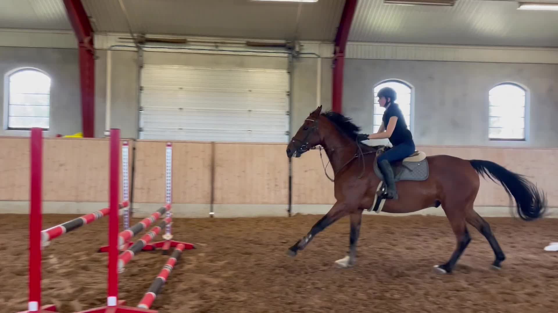 Hoppning hästar till salu: Genomsnäll valack säljes  - Video 2
