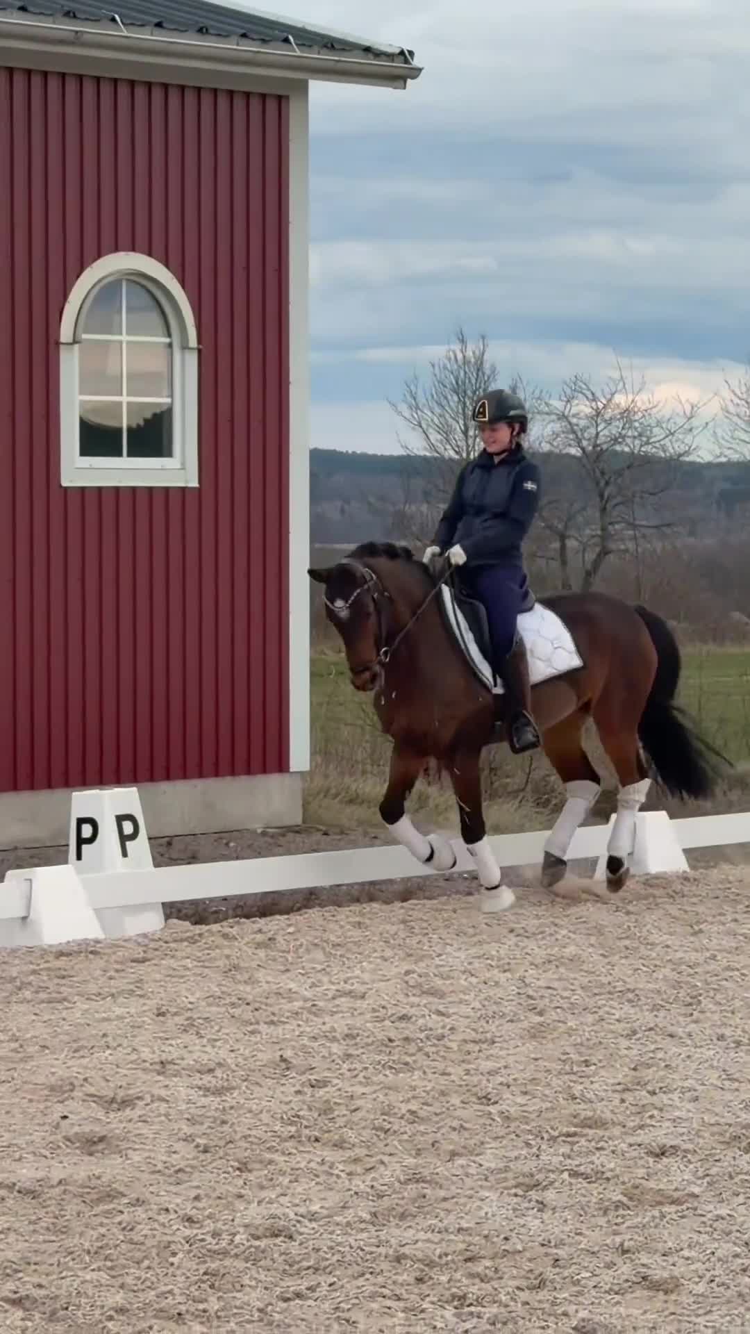 Dressyr hästar till salu: Super läromästare  - Video 1