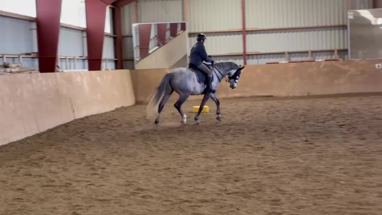 Dressyr hästar till salu: Utvecklingsbar - Video 3