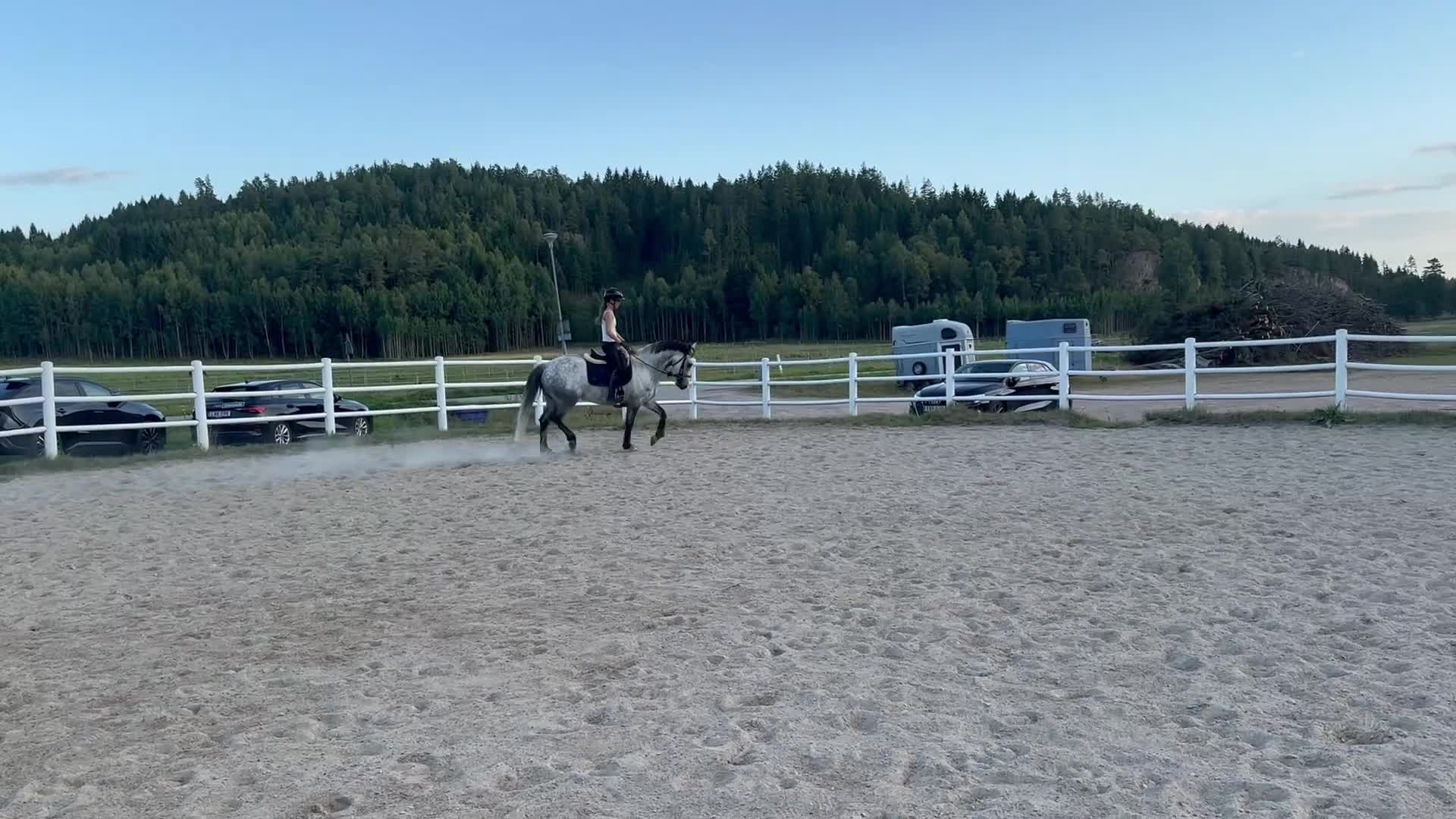 Hoppning hästar till salu: ❤️ Charlie – en ponny mycket kapacitet❤️ - Video 4