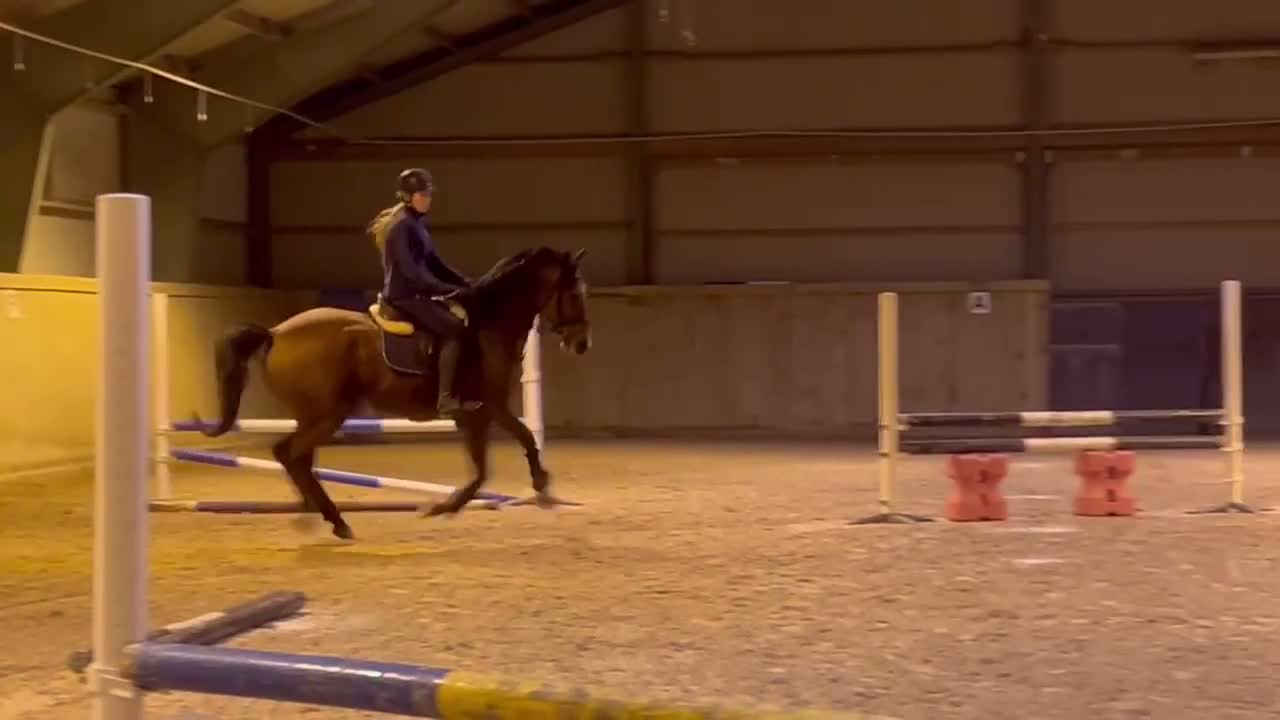 Hoppning hästar till salu: Projekt häst med meriterade syskon - Video 1