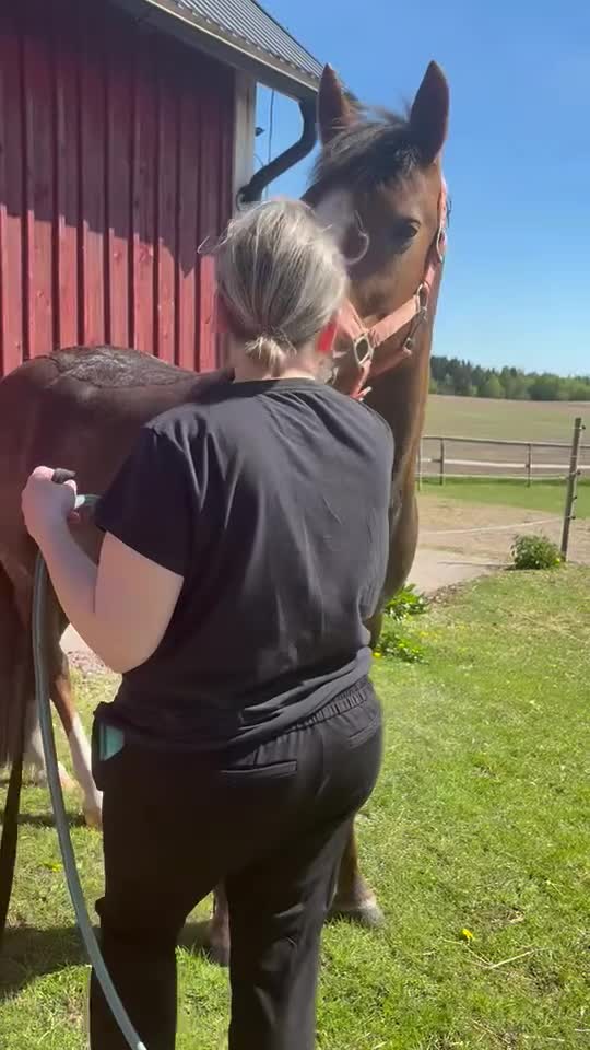 Övrigt hästar till salu: Intressekoll fodervärd i Skänninge - Video 2