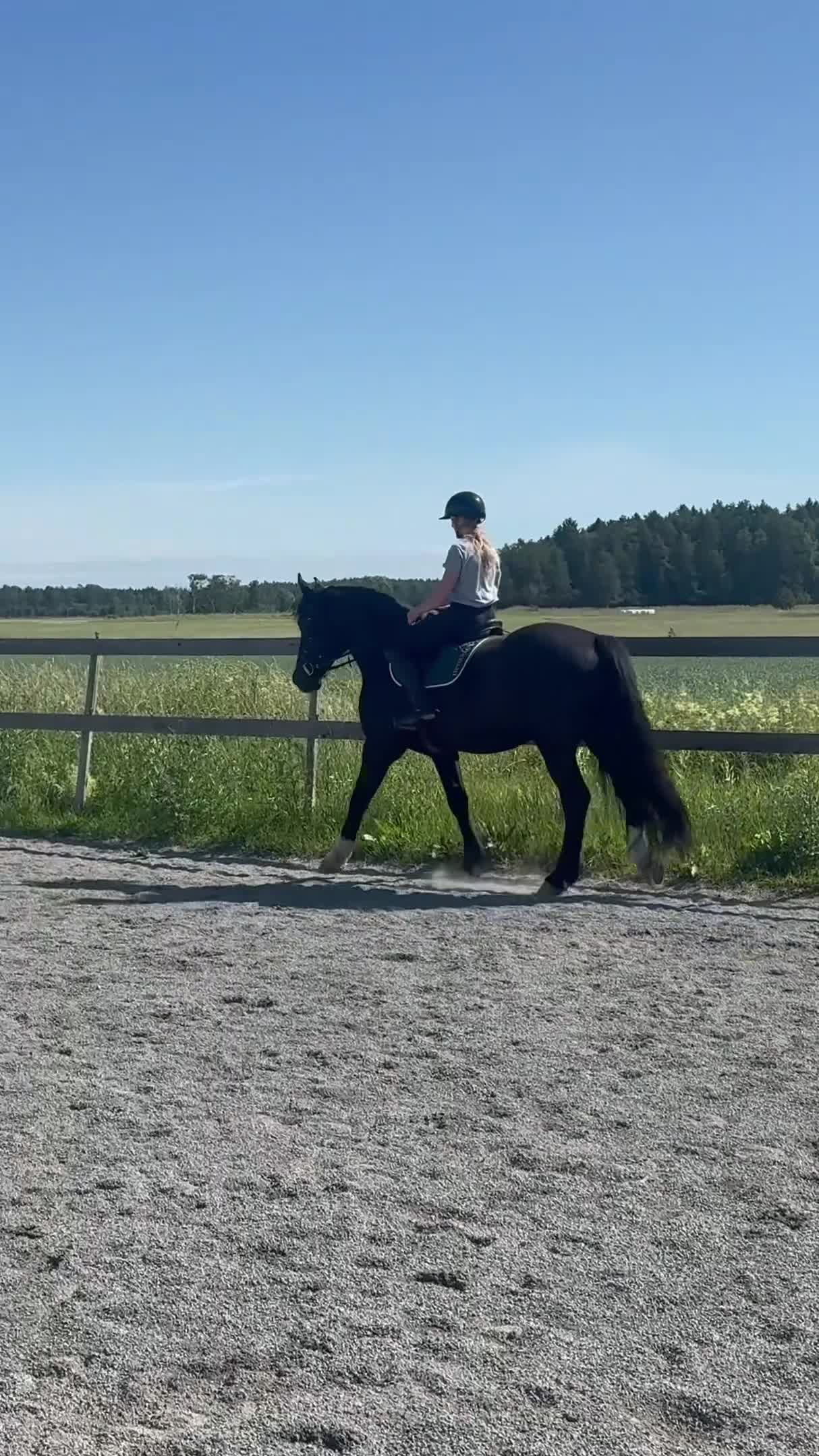 Allround hästar till salu: Snäll & okomplicerad bästa vän  - Video 1