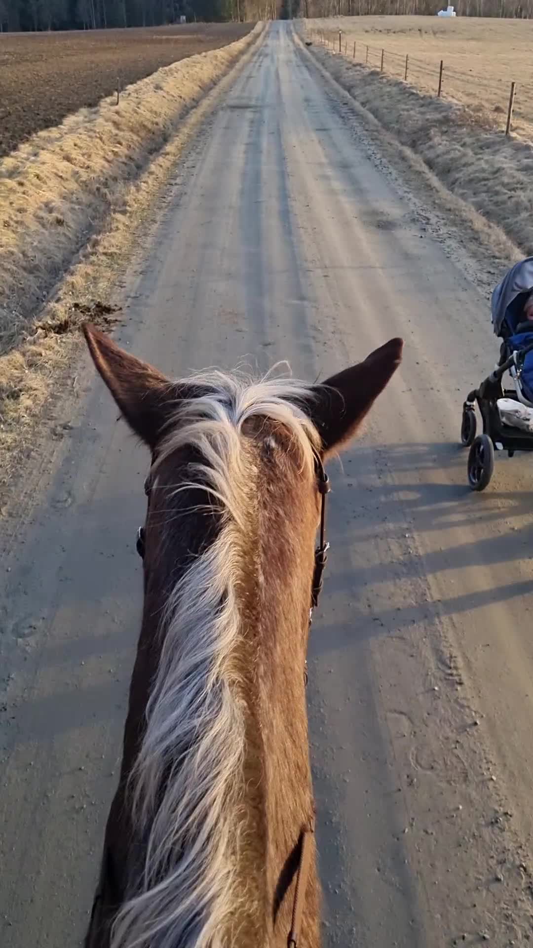Allround hästar till salu: Trevlig knabstrupperkorsning tillsalu i Hällingsjö - Video 3