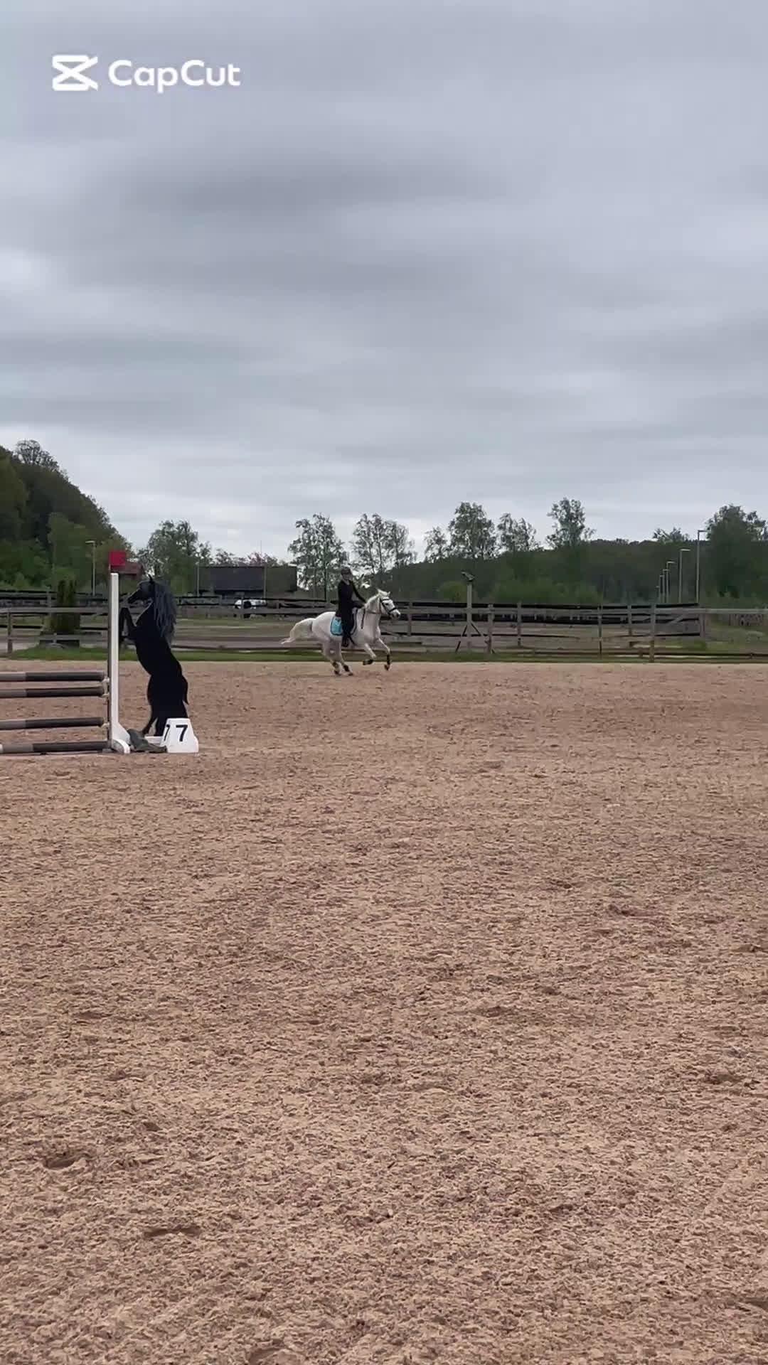 Allround hästar till salu: Trygg allroundponny och läromästare  i Kungsbacka - Video 2