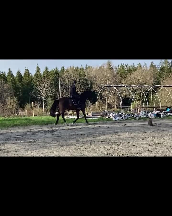 Allround hästar till salu: Genom snäll arbetsmyra - Video 3