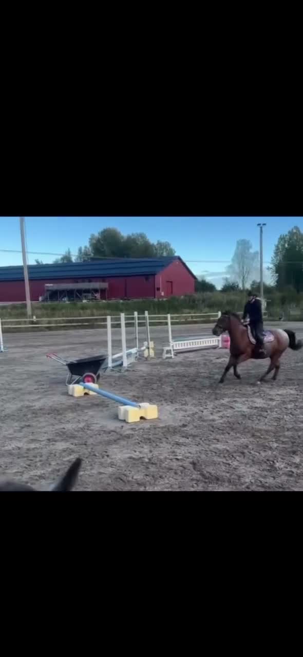 Allround hästar till salu: Kul ponny med mycket potential - Video 1