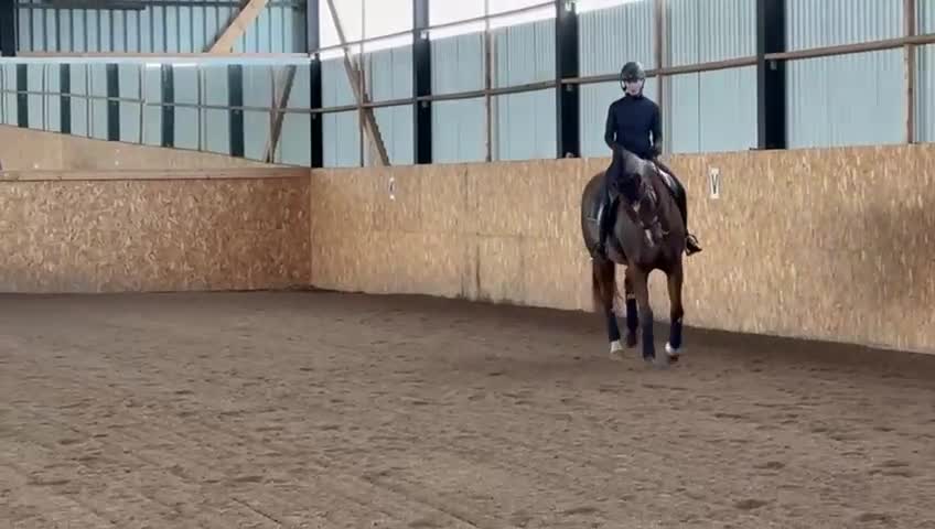 Dressyr hästar till salu: Letar du efter en dressyrhäst med det lilla extra? - Video 1