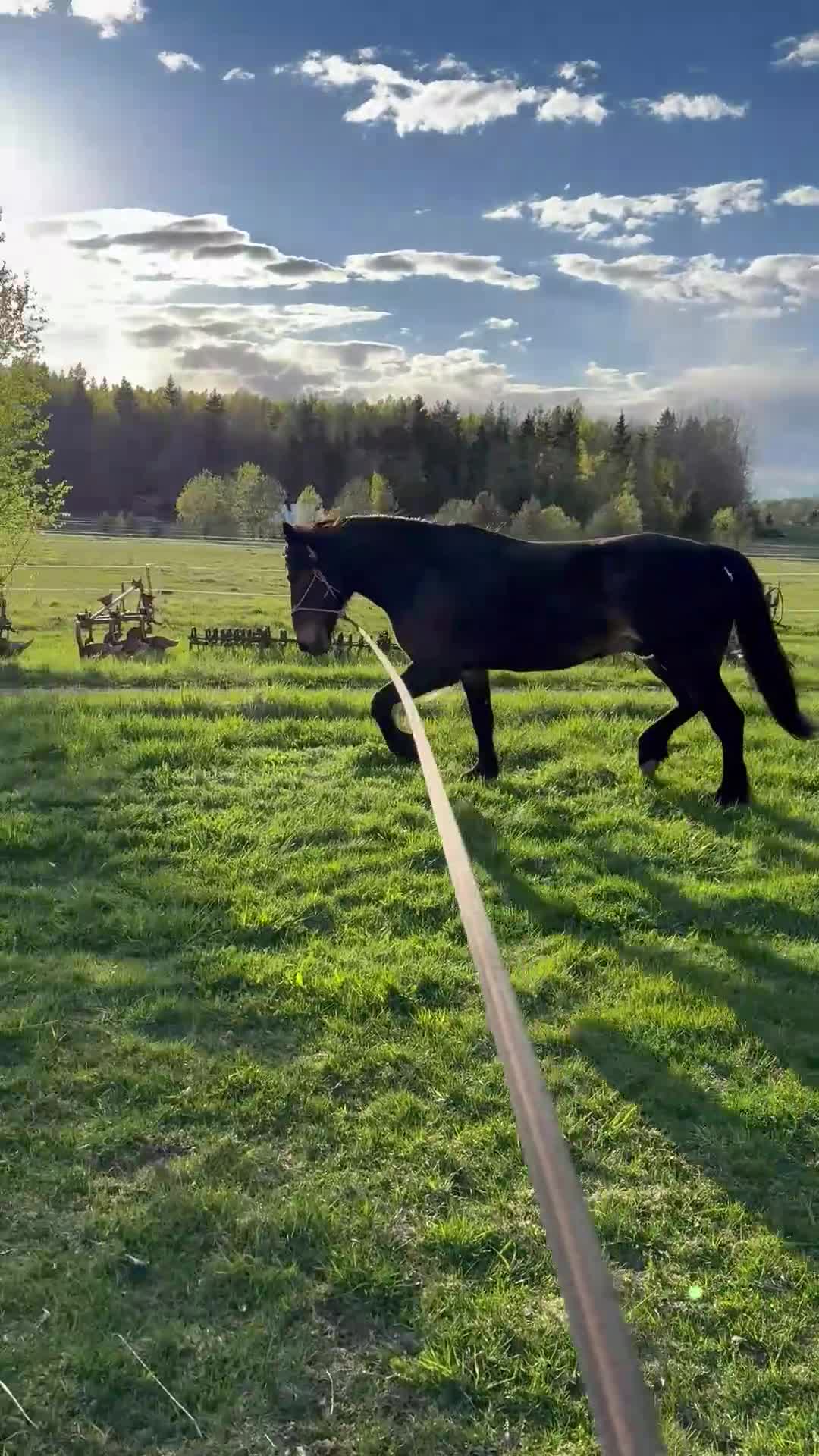 Allround hästar till salu: Underbar allroundhäst! - Video 3