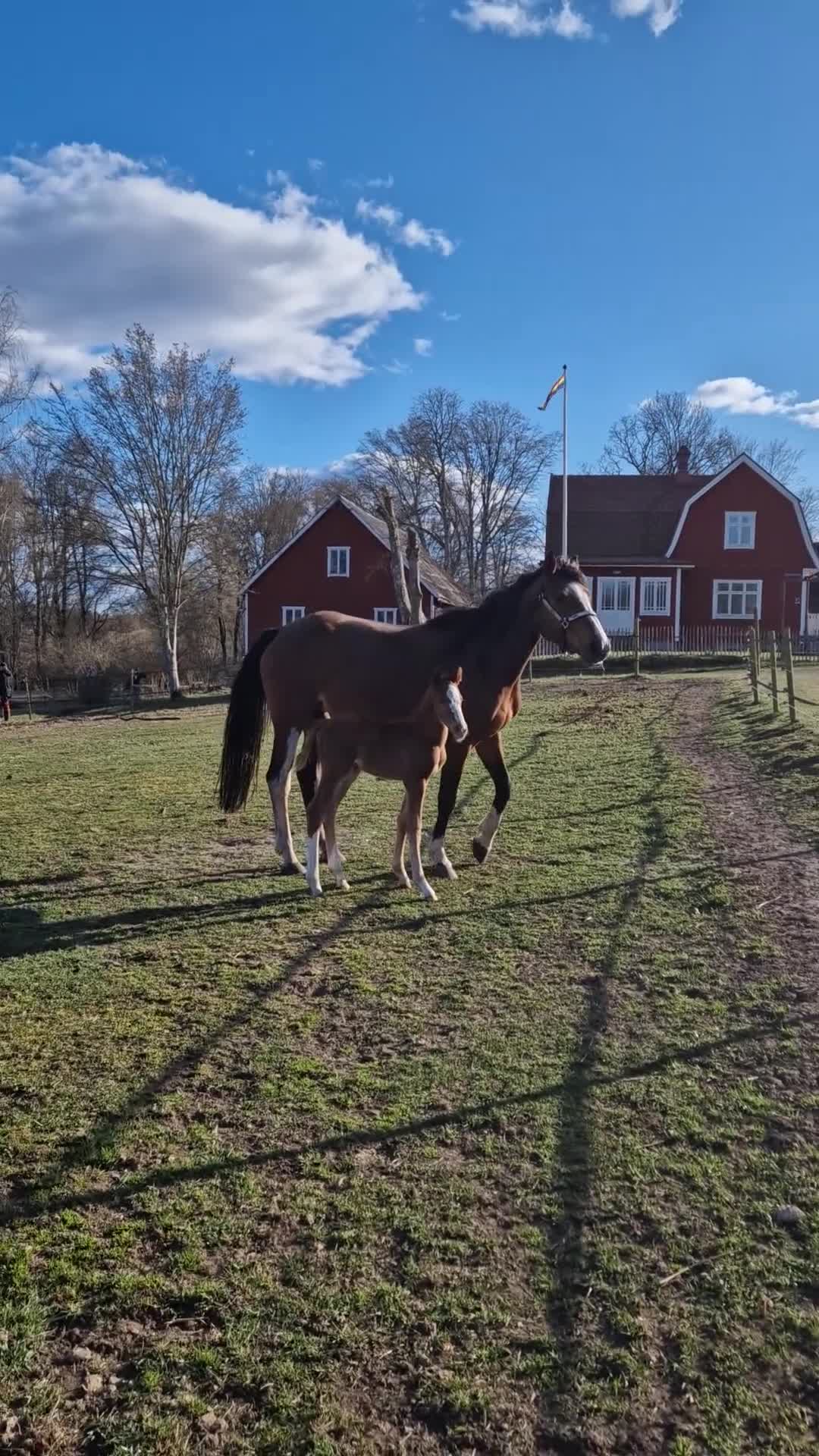 Avelshästar hästar till salu: SWB-sto e. Balou du Rouet till avel - Video 1