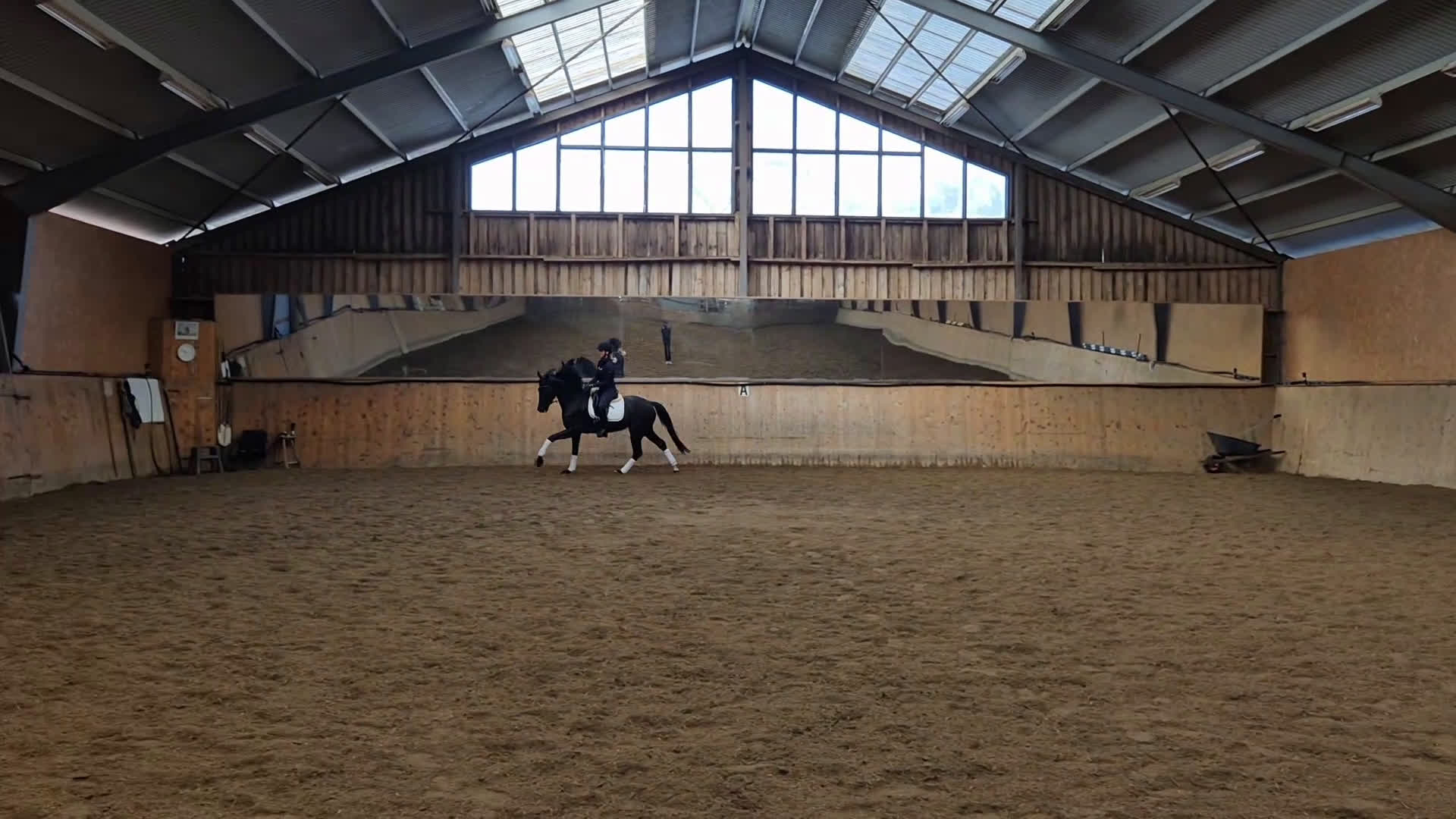 Dressyr hästar till salu: Gångartstalang 4-årigt diplomsto i Össjö - Video 1