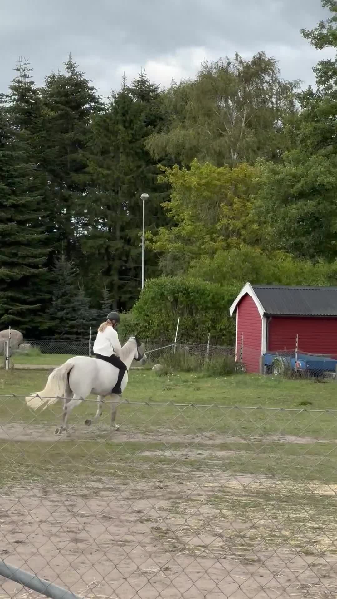 Hoppning hästar till salu: Vår bästa vän är till salu.  - Video 1