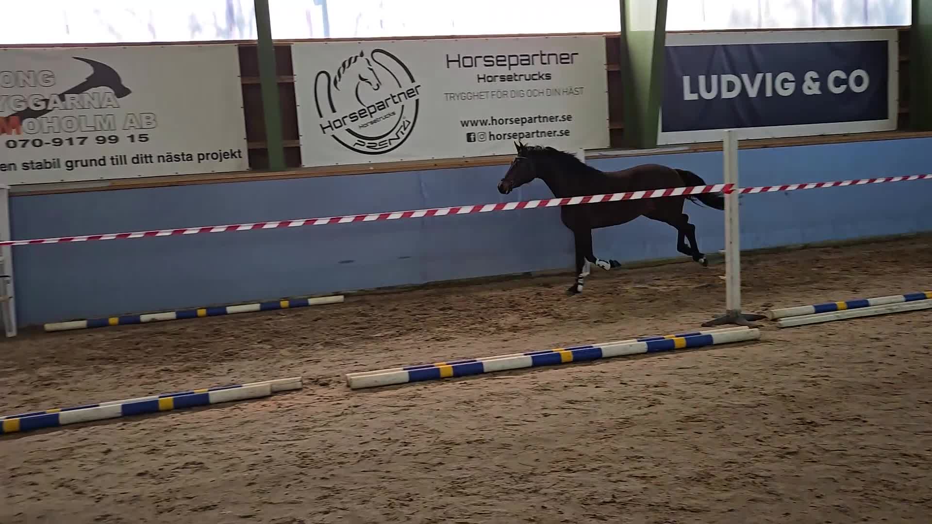 Dressyr hästar till salu: Lyxigt dressyrsto *2023 med 9a på trav och galopp - Video 1
