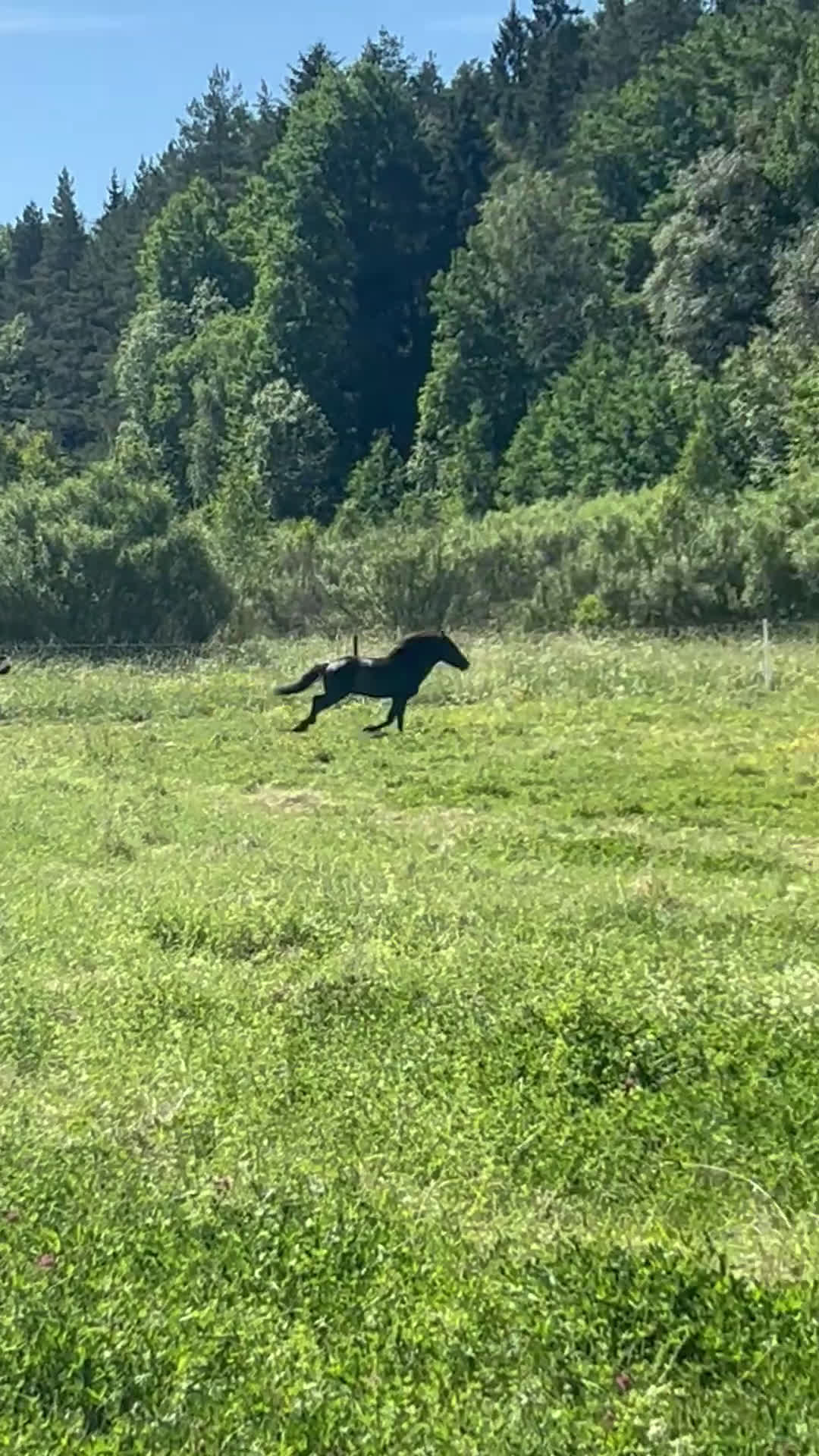  stallplats finnes: En stallplats alternativt 2 lösdriftplatser! - Video 2