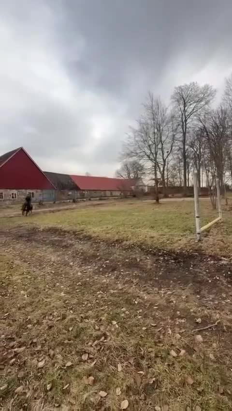 Allround hästar till salu: Ponny med kapacitet och utstrålning - Video 1