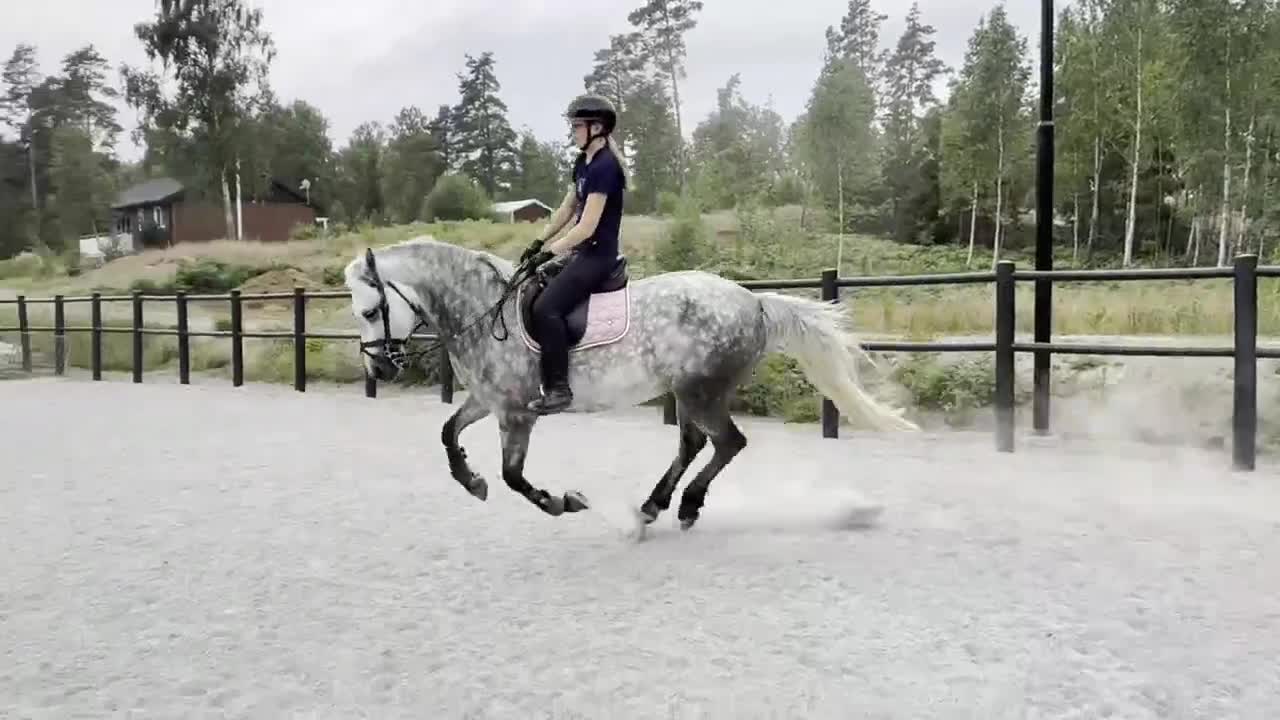 Allround hästar till salu: Förvalta vår Powerpuff pingla - Video 1
