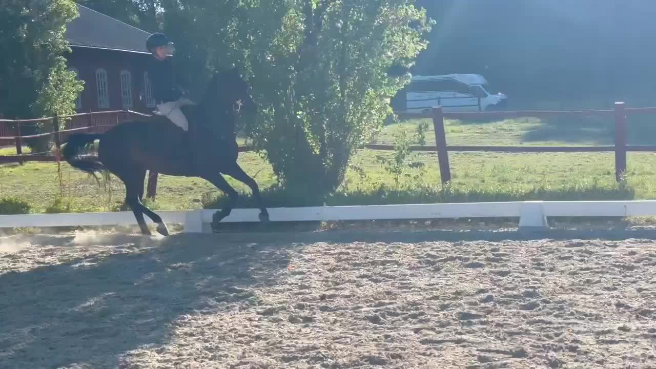 Hoppning hästar till salu: Erfaren D-ponny med vinster upp till 110 cm - Video 1