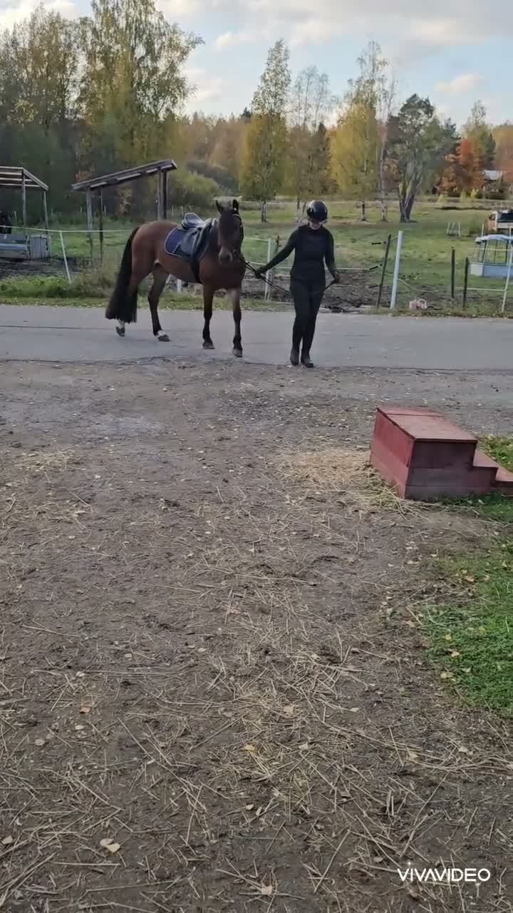 Allround hästar till salu: Rolig kompis  - Video 1