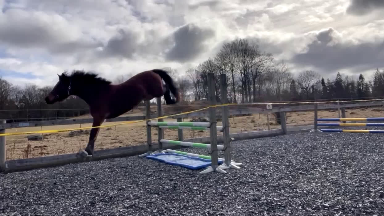 Hoppning hästar till salu: Sto redo för fyraårssäsongen - Video 3