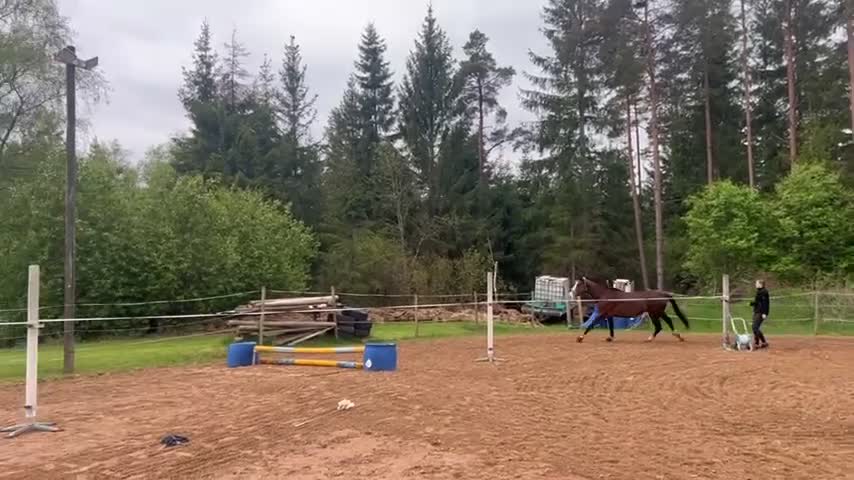 Allround hästar till salu: 11-årigt SWB sto - Video 3