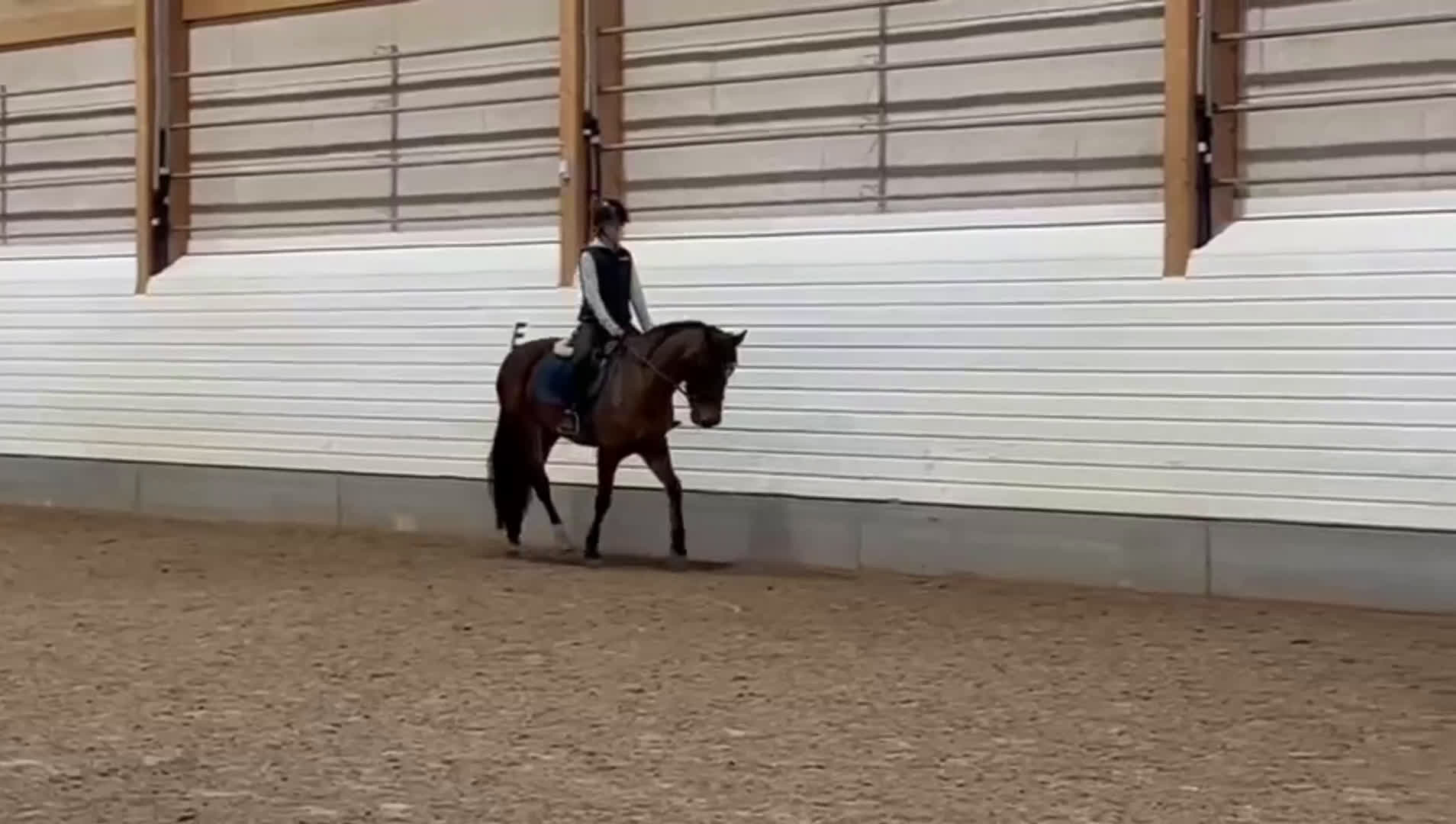 Dressyr hästar till salu: Blivande dressyrponny! i Härnösand - Video 1