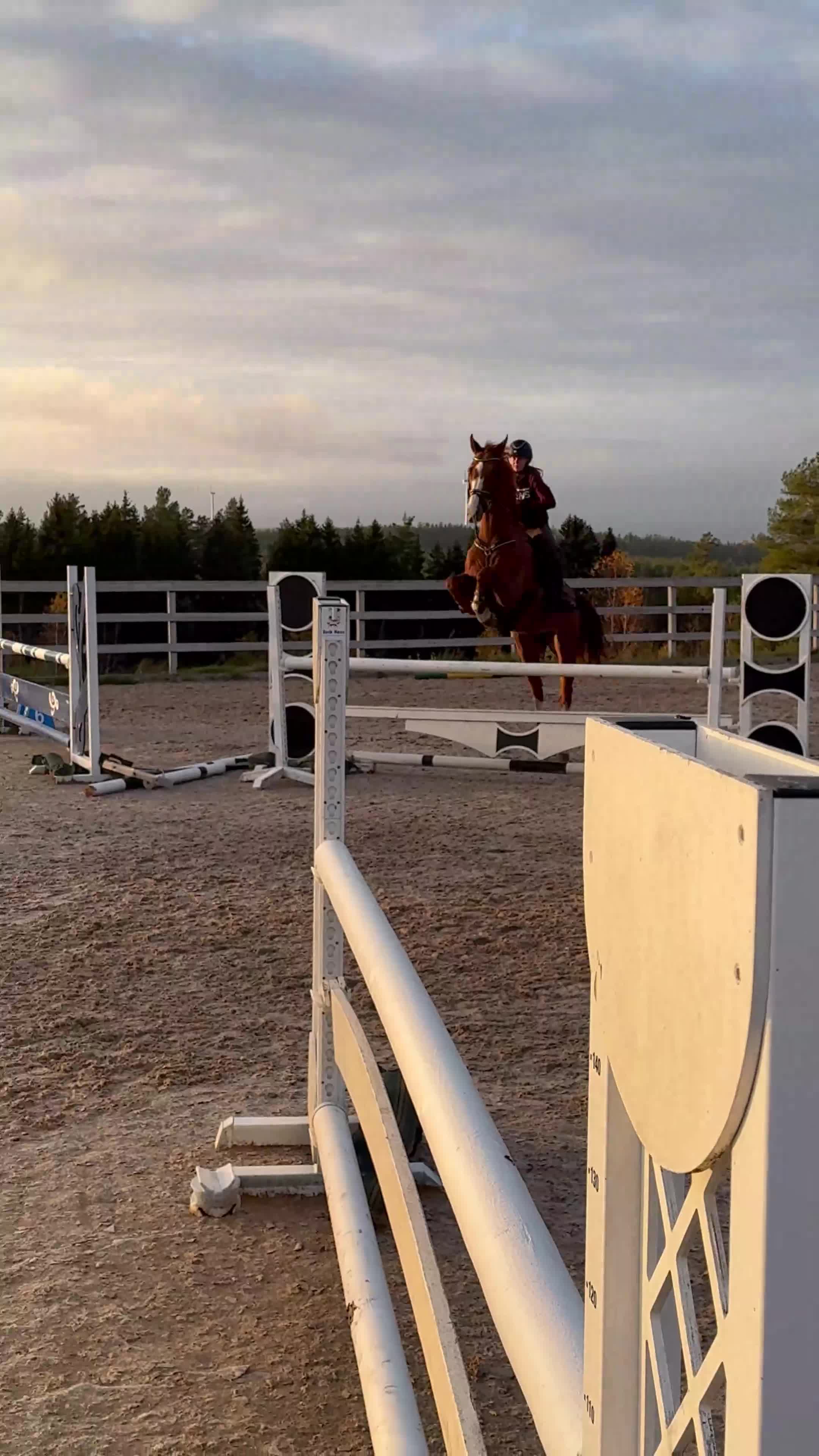  foderhäst sökes: Hobbyryttare söker bästa vän för allsidig träning - Video 1