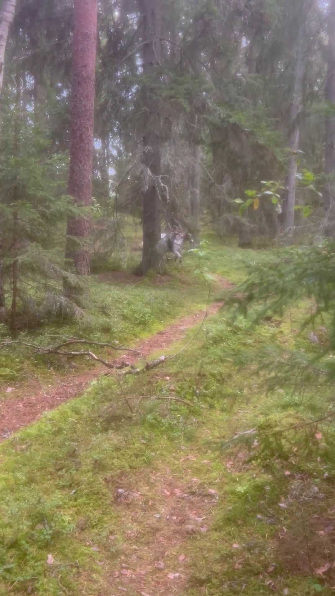 Allround hästar till salu: Finaste Zaphira - Video 3