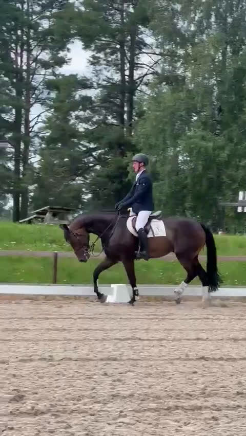 Fälttävlan hästar till salu: 5 års NV vallak e. Tobajo Martial (Tobajo Picez) - Video 3