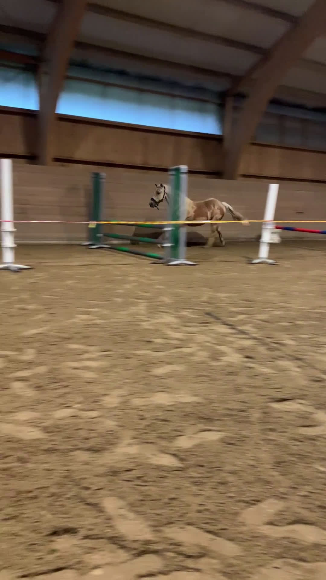 Allround hästar till salu: Gyllene Morganvalack i Vallda - Video 1