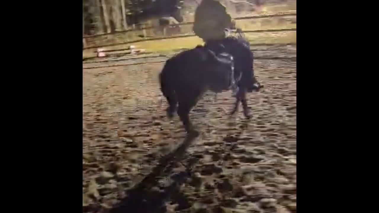 Hoppning hästar till salu: Talangfull ungponny med X-faktor i Emmaboda - Video 4