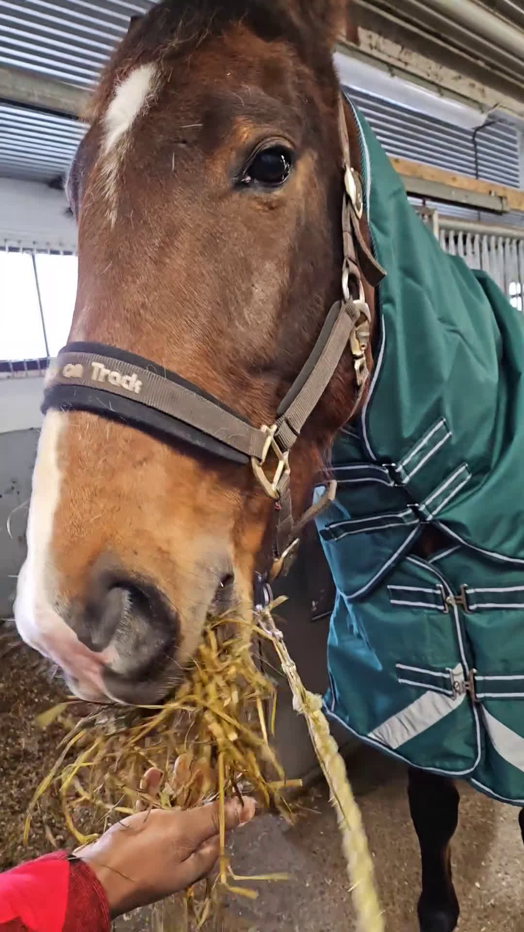 Allround hästar till salu: Super trevligt sto - Video 3