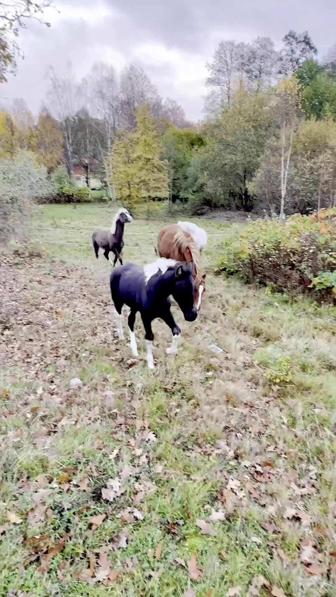 Western hästar till salu: Trygg och vänlig skäck med många möjligheter!  i Älmhult - Video 1