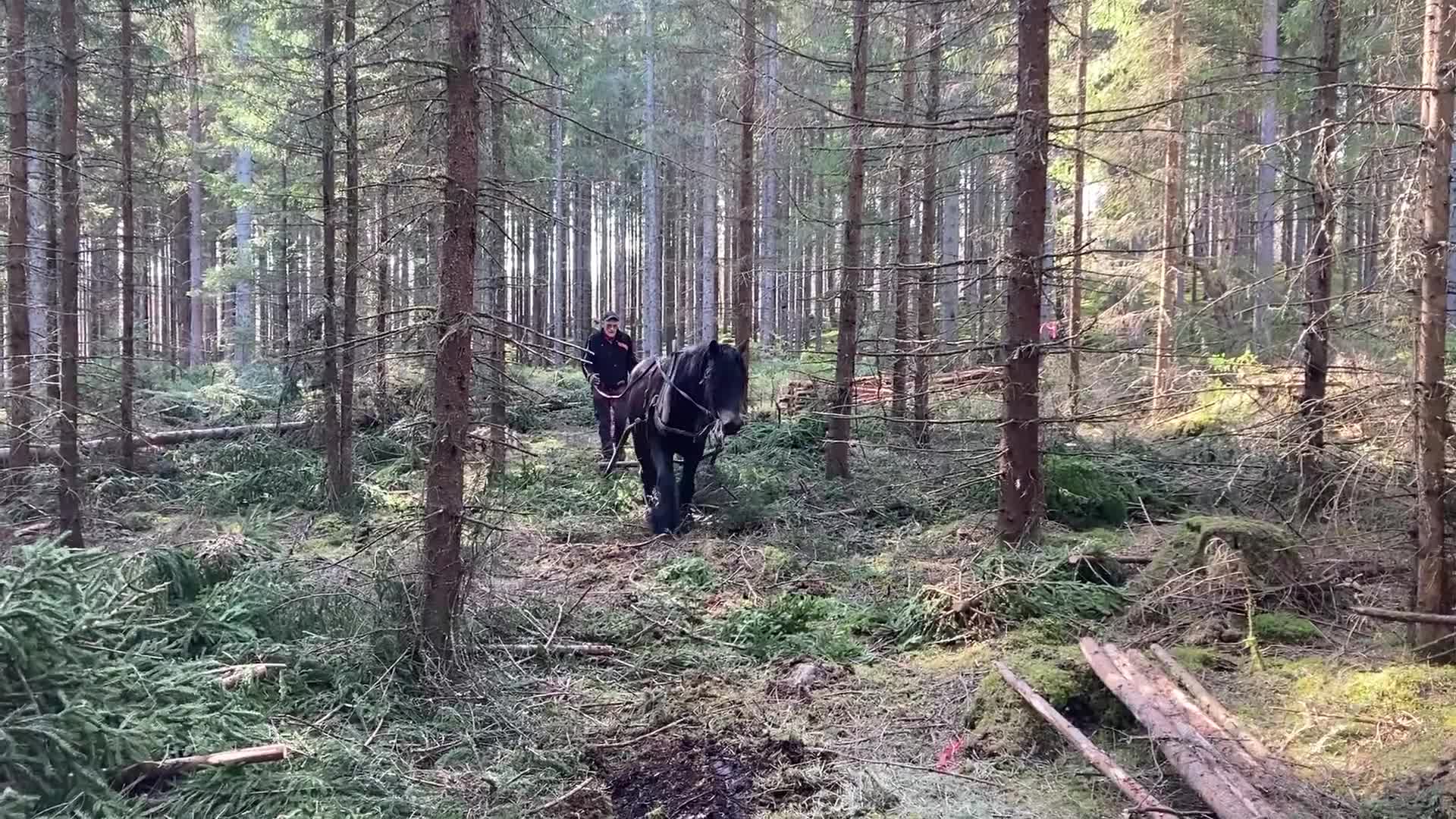 Körning hästar till salu: Nordsvenskt sto i Virestad - Video 1