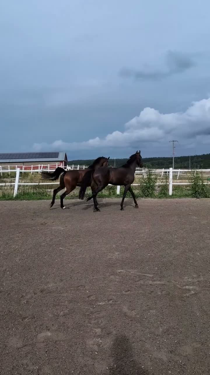 Hoppning hästar till salu: Lovande 3-årig valack med toppenstam för framtiden - Video 2