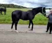 Dressyr hästar till salu: Moderiktig hingst efter Salvatore Ferragamo  - Video 2