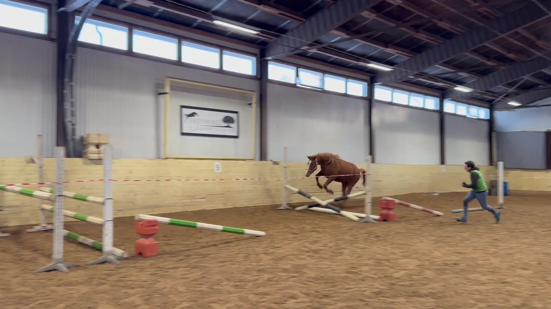 Hoppning hästar till salu: He.Ro Stud SUMMER SALE ! - Video 2