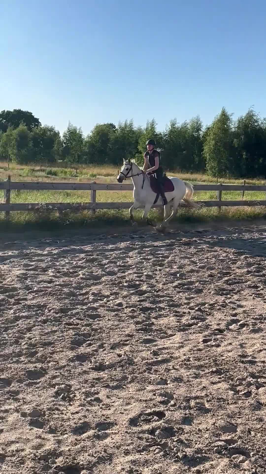 Hoppning hästar till salu: Läromästare, Connemarasto🌸  - Video 3