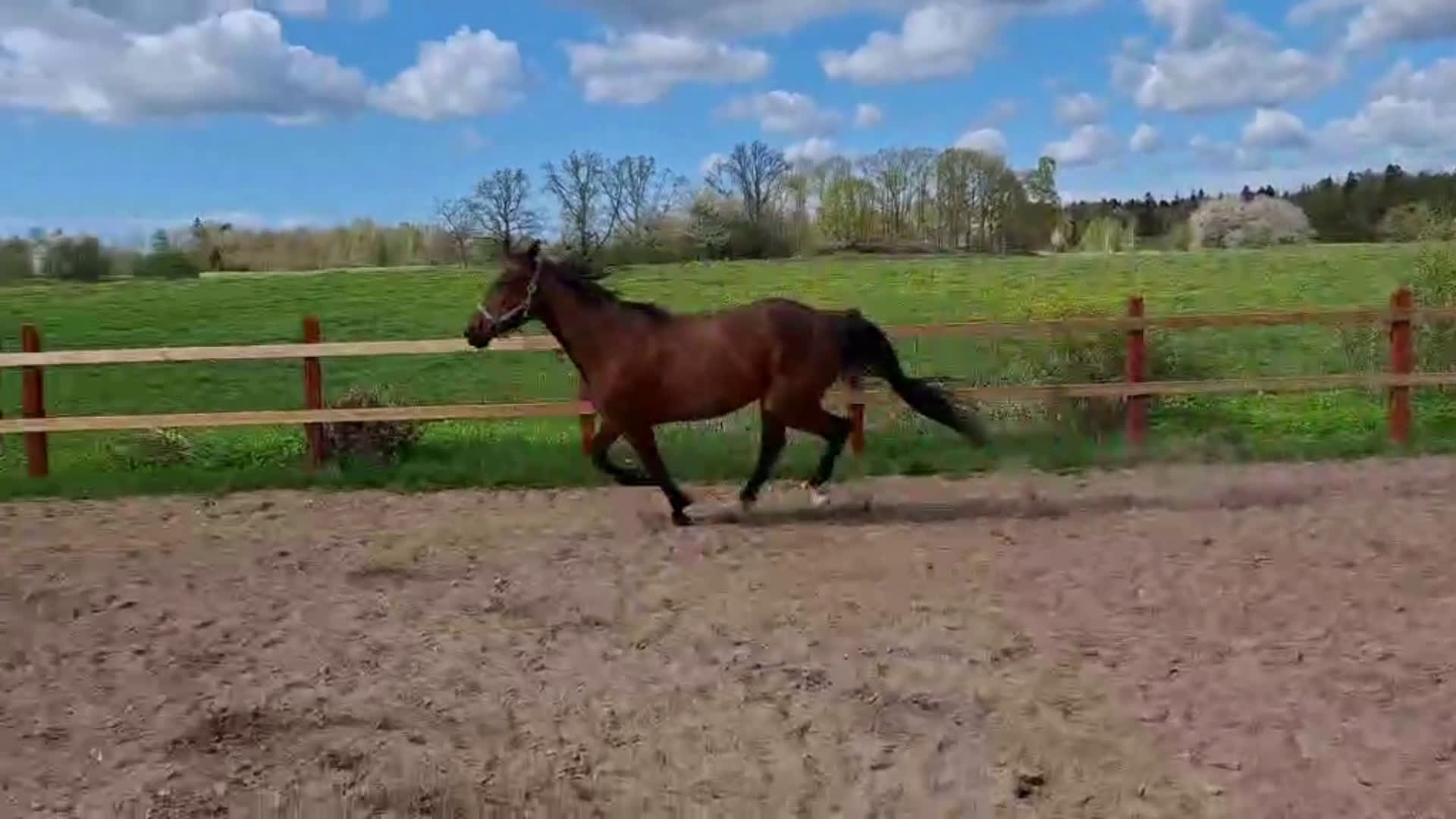 Allround hästar till salu: Fin ridtravare i Axvall - Video 3