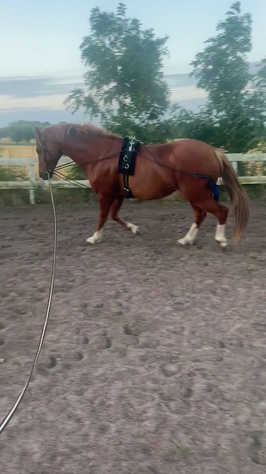 Allround hästar till salu: Finaste killen i Trelleborg - Video 3