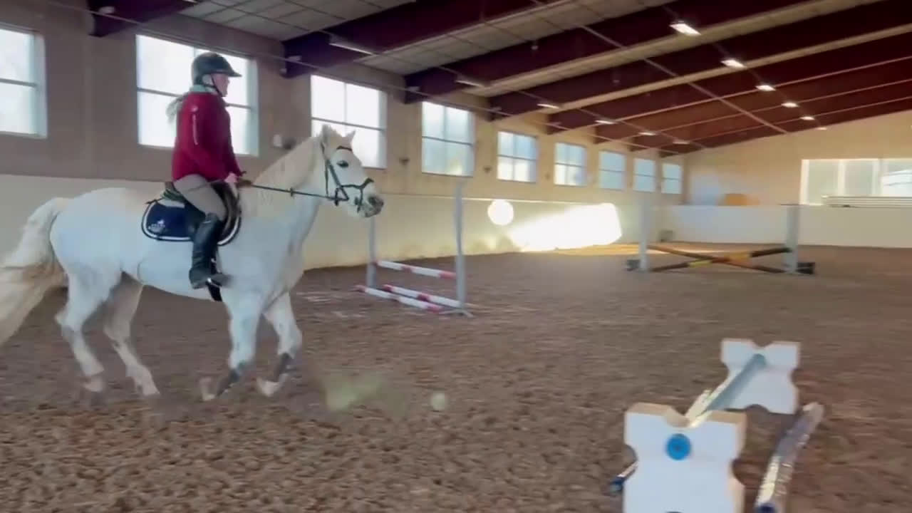 Hoppning hästar till salu: Snäll maxad D-ponny med kapacitet 🦄 - Video 4