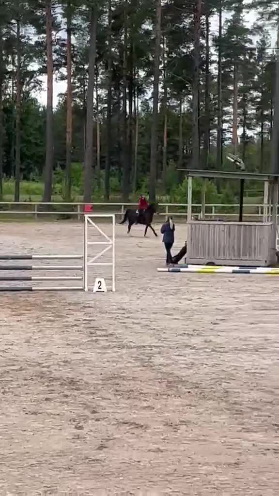 Hoppning hästar till salu: Trygg C ponny söker hem - Video 1