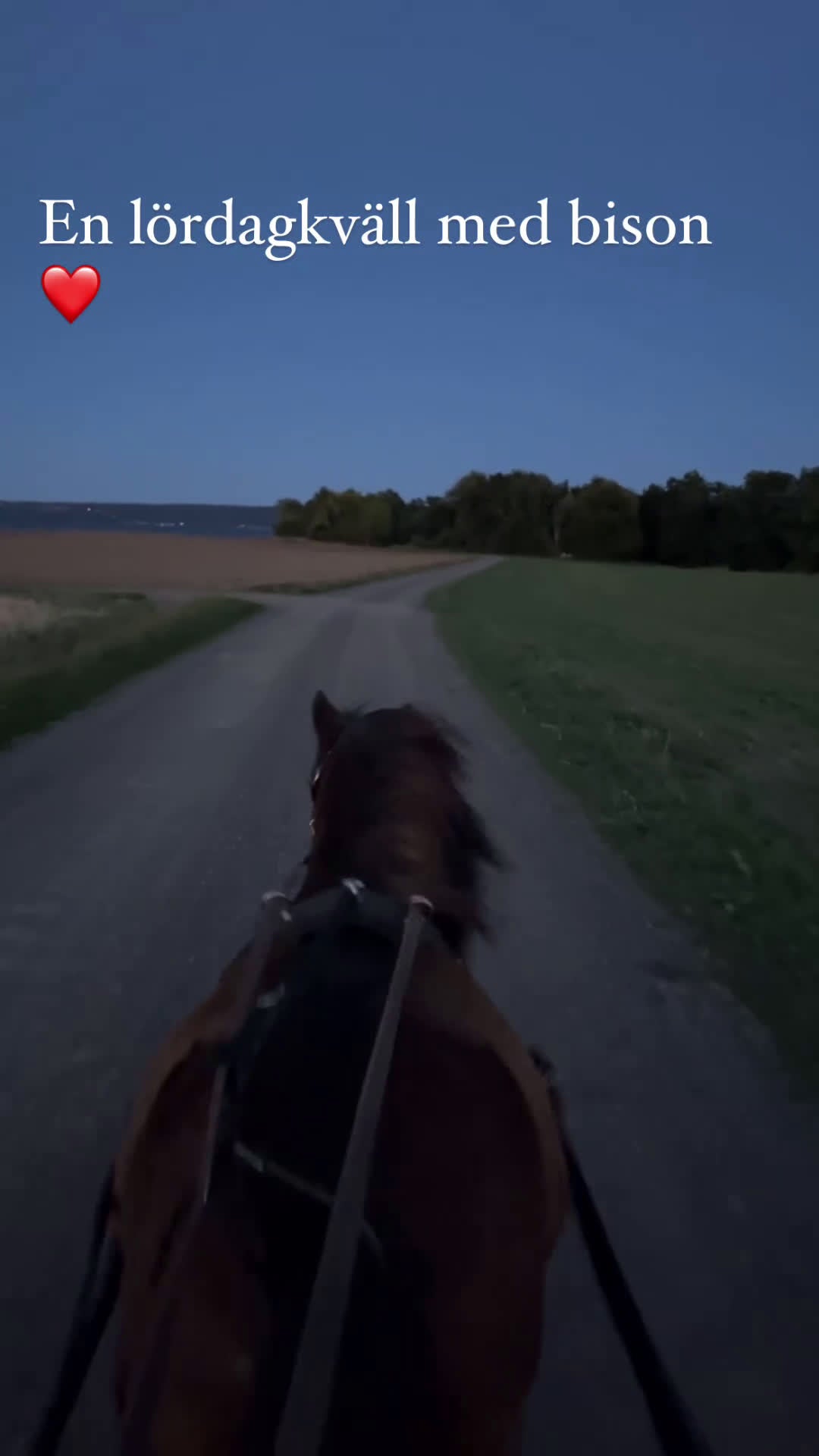 Allround hästar till salu: Sto för körning  i Ringarum - Video 3