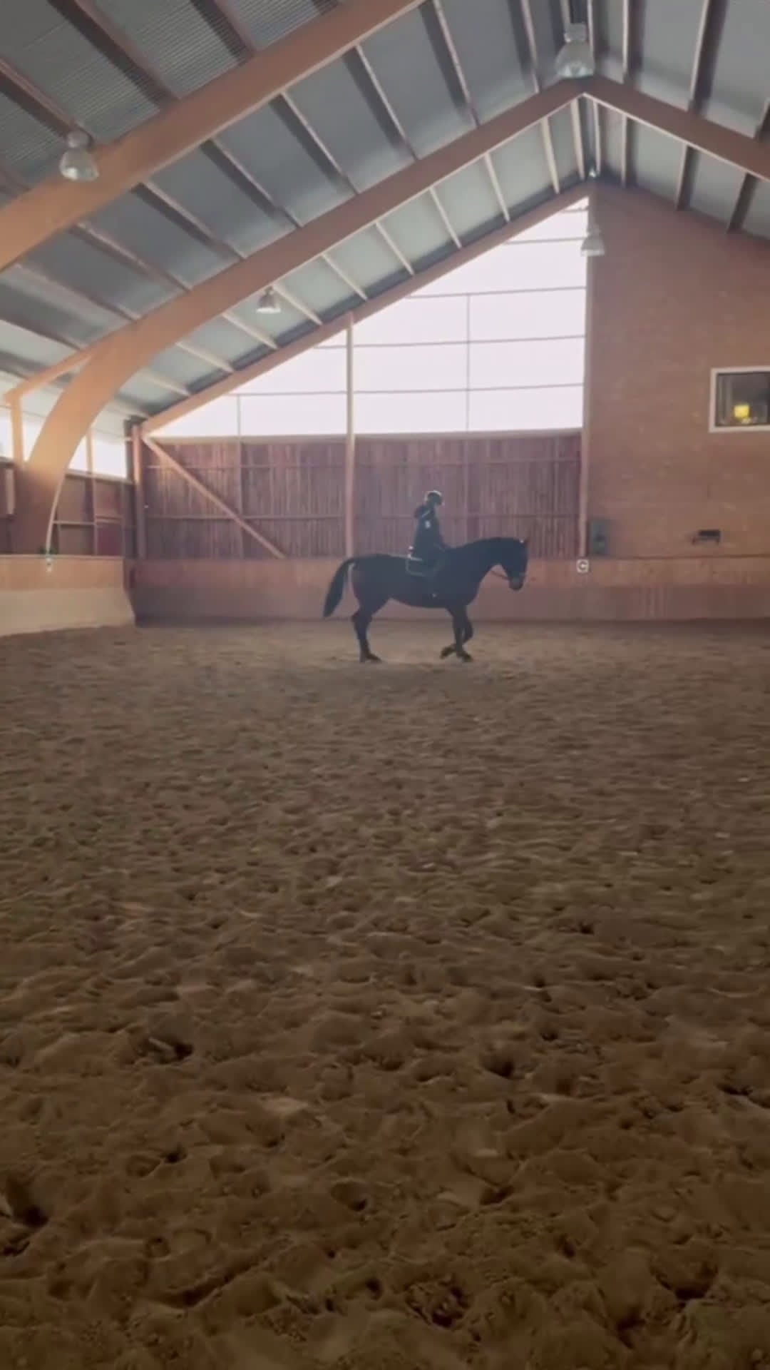 Allround hästar till salu: 6-årig SWB- valack  - Video 2