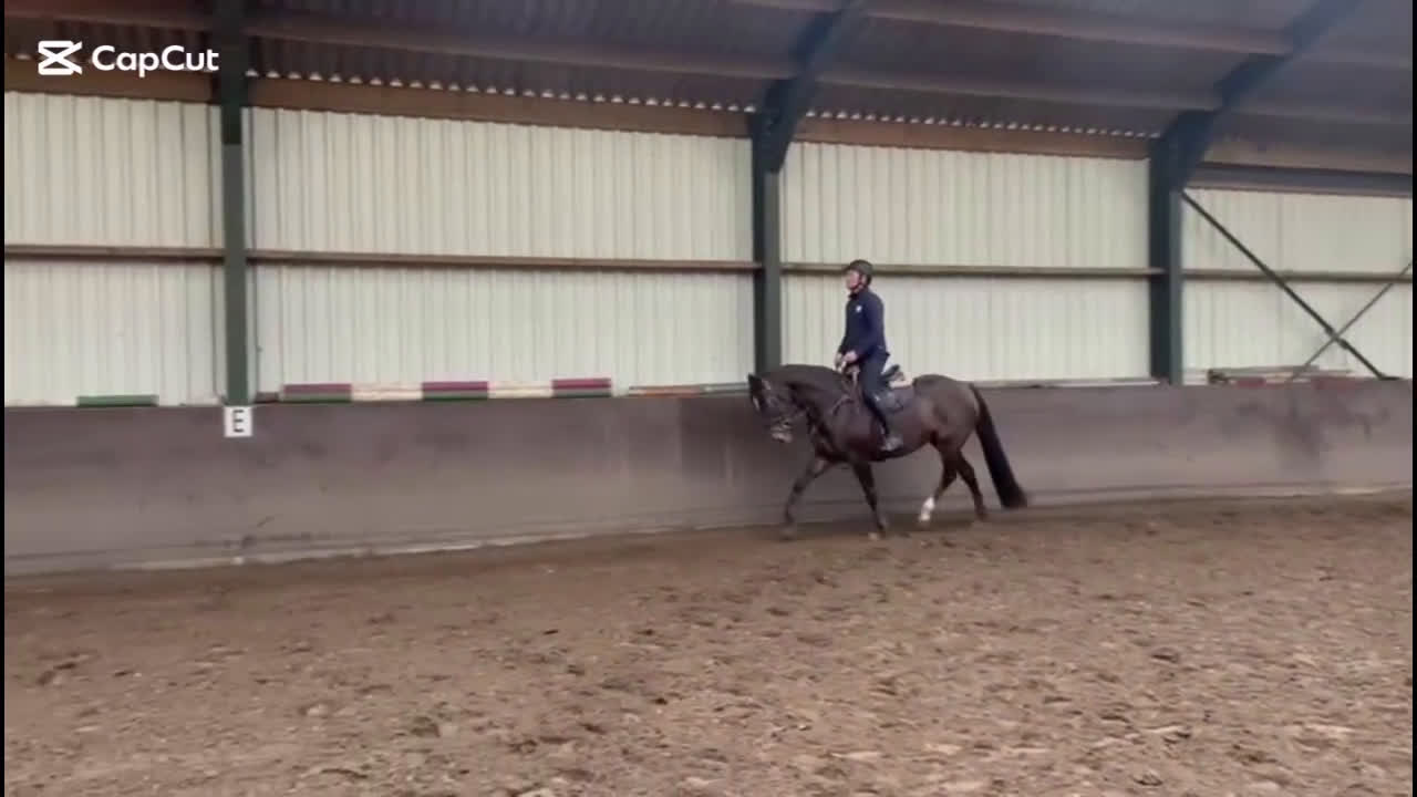 Hoppning hästar till salu: 🎀 Utvecklingsbart 6års sto ev byte - Video 2