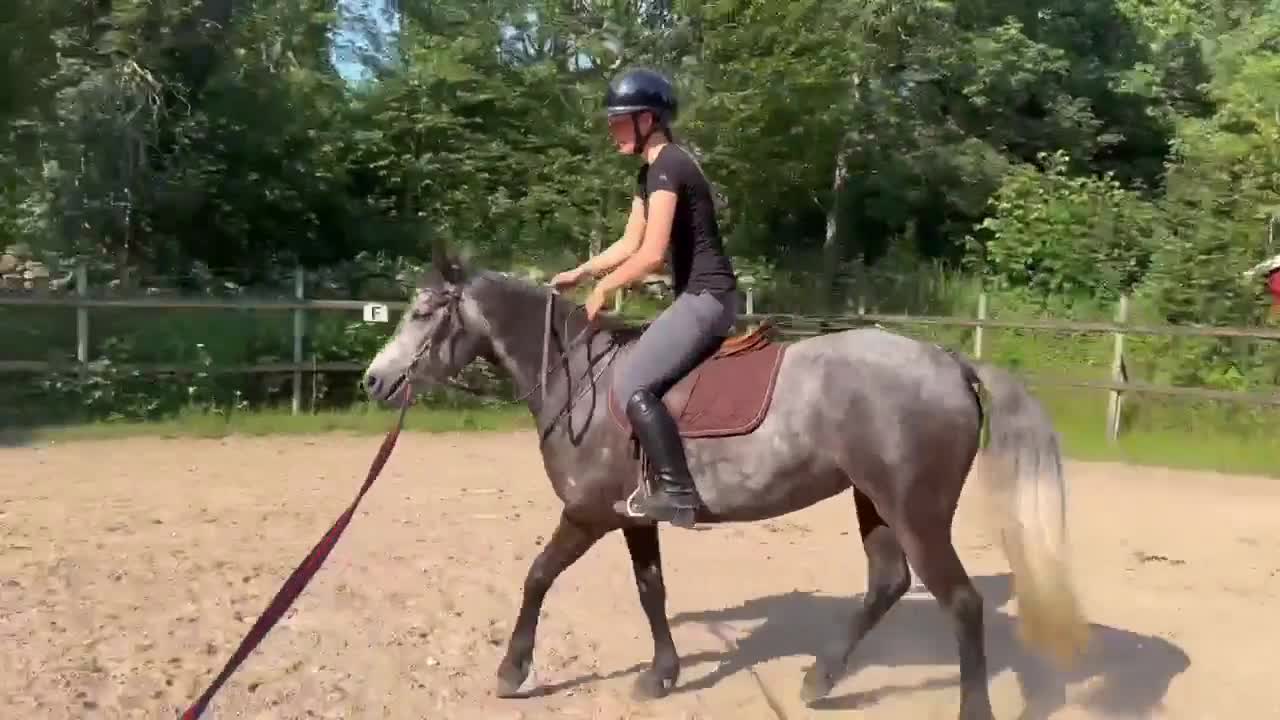Allround hästar till salu: Trevlig ponny - Video 3