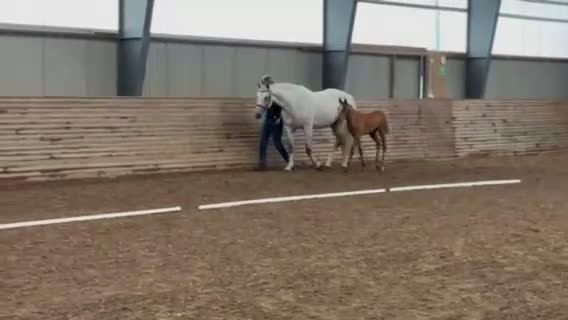 Hoppning hästar till salu: Jonsbergs Cavec (SWB-Hingst) i Vikbolandet - Video 1