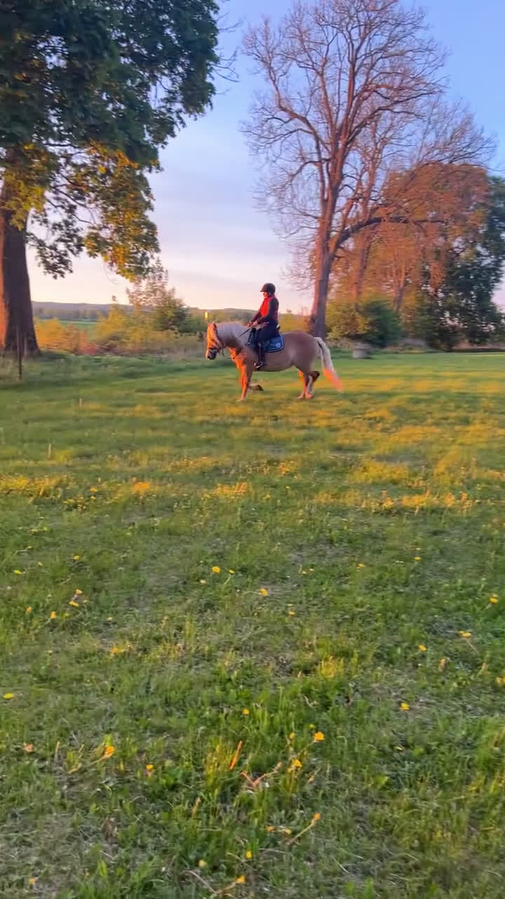 Allround hästar till salu: Jätte snäll och lugn pony  - Video 1