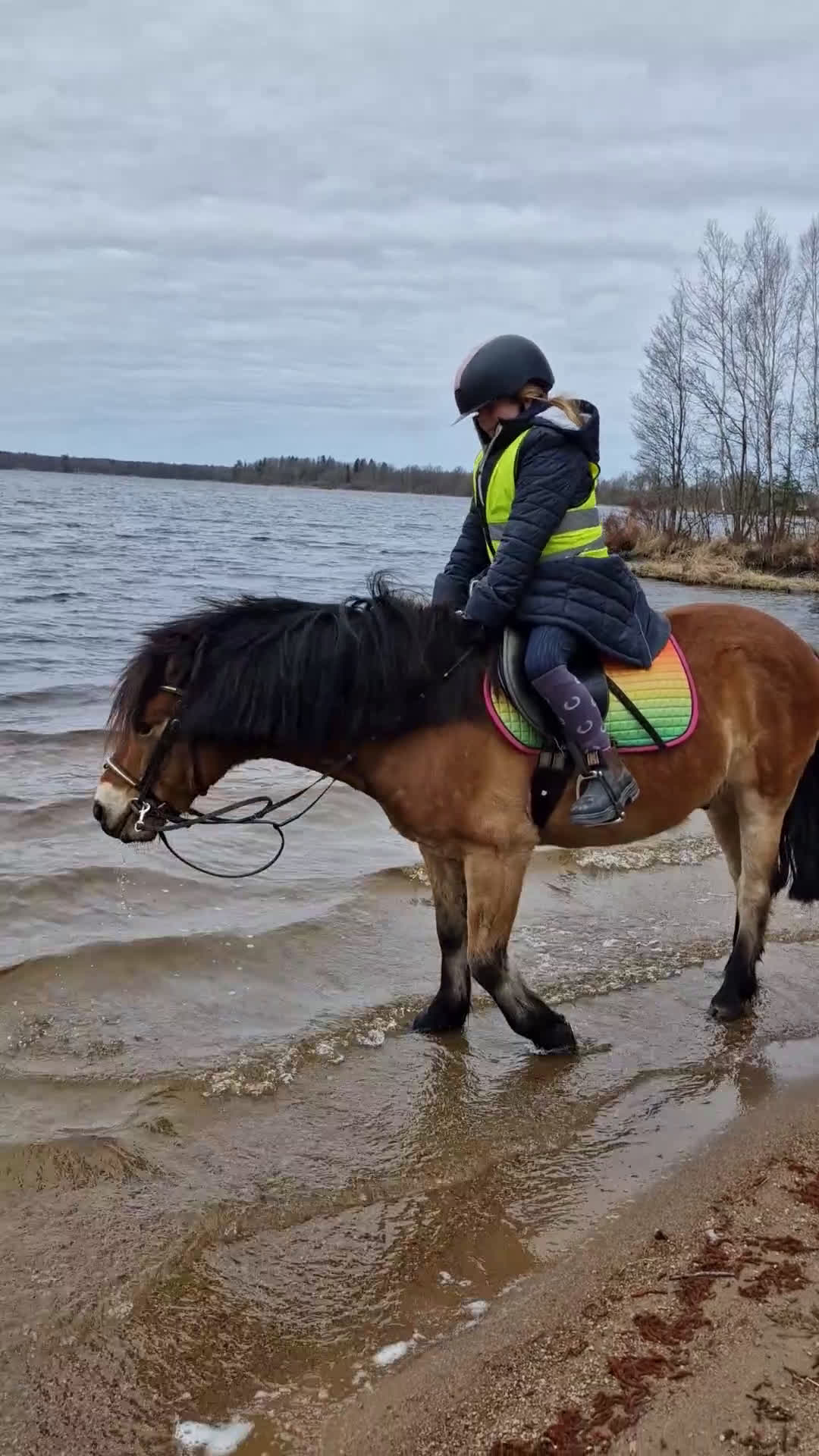 Allround hästar till salu: En tuff kille i Kalvsvik - Video 2