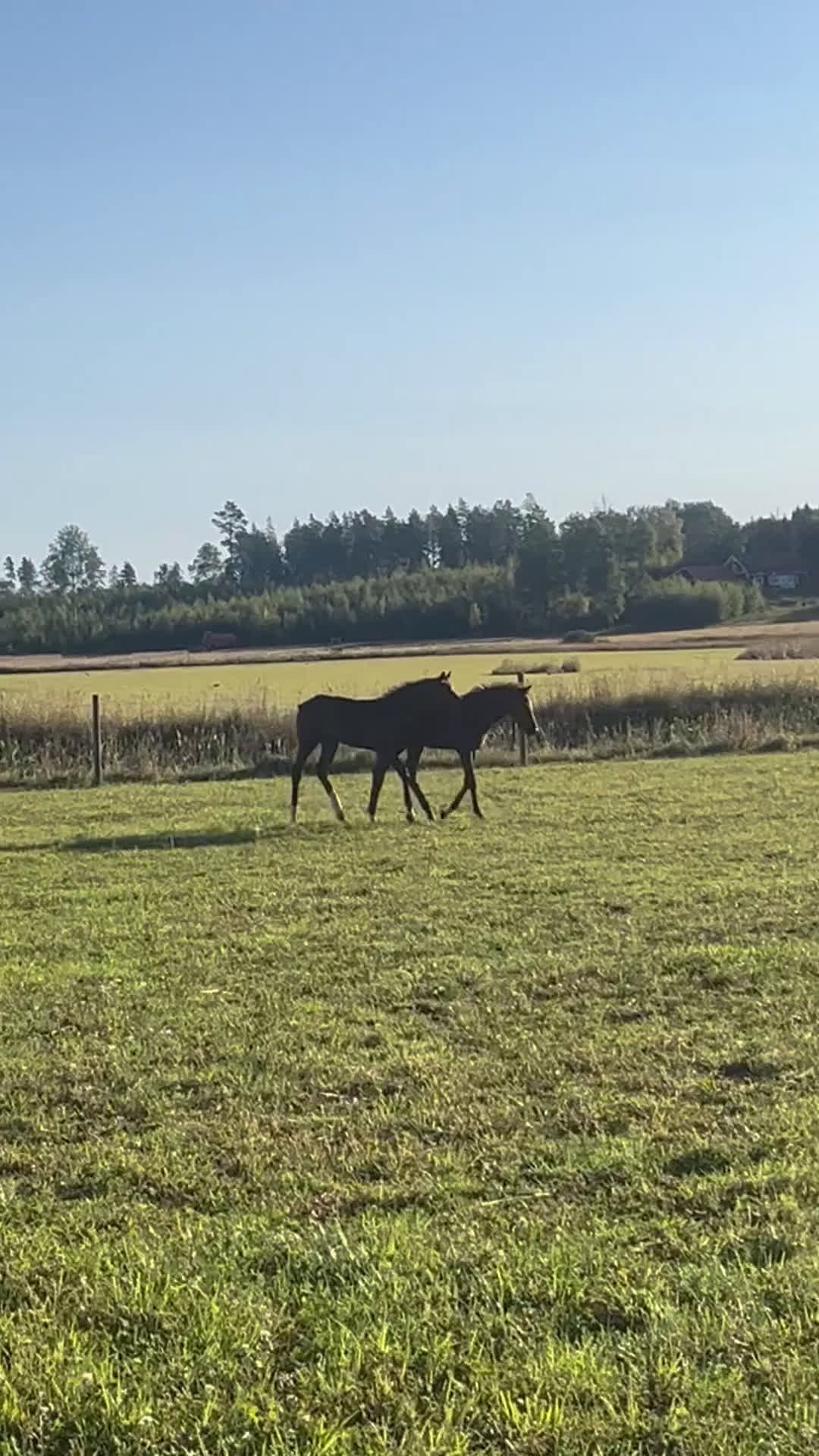 Hoppning hästar till salu: Prissänkt! Trevligt stoföl i Väring - Video 5