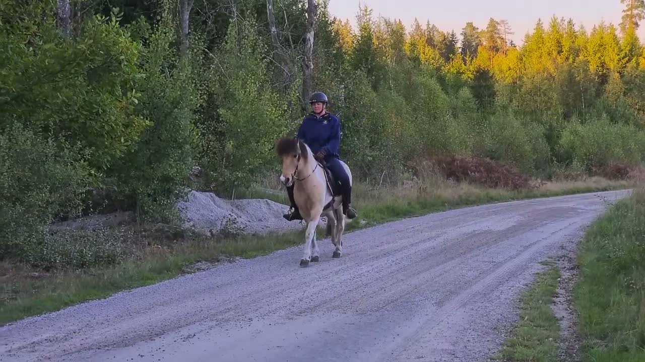 Island hästar till salu: En vacker bästa vän  - Video 1